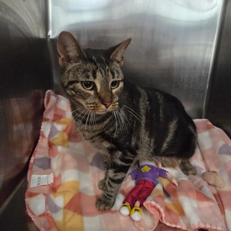 An adult medium-sized female Gray / Blue / Silver Domestic Medium Hair cat named Kingsford for adoption in Chattanooga, TN