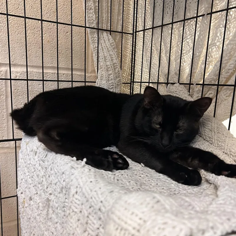 An adult medium-sized male Black American Bobtail cat named Buckley for adoption in Waynesboro, PA