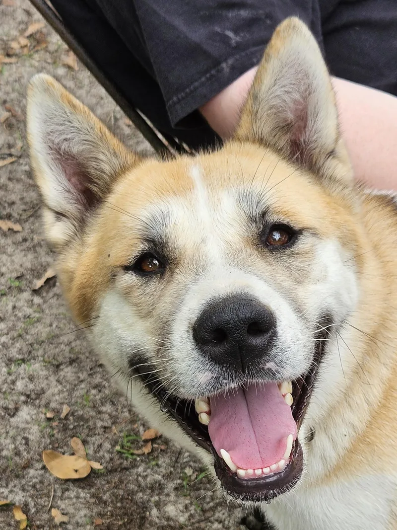 A young large-sized female Akita dog named Skittles for adoption in Jacksonville, FL