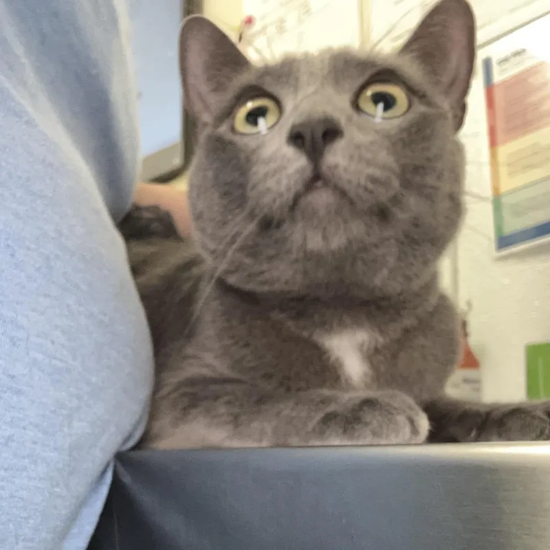 An adult medium-sized female Domestic Short Hair cat named Lili for adoption in Tulsa, OK