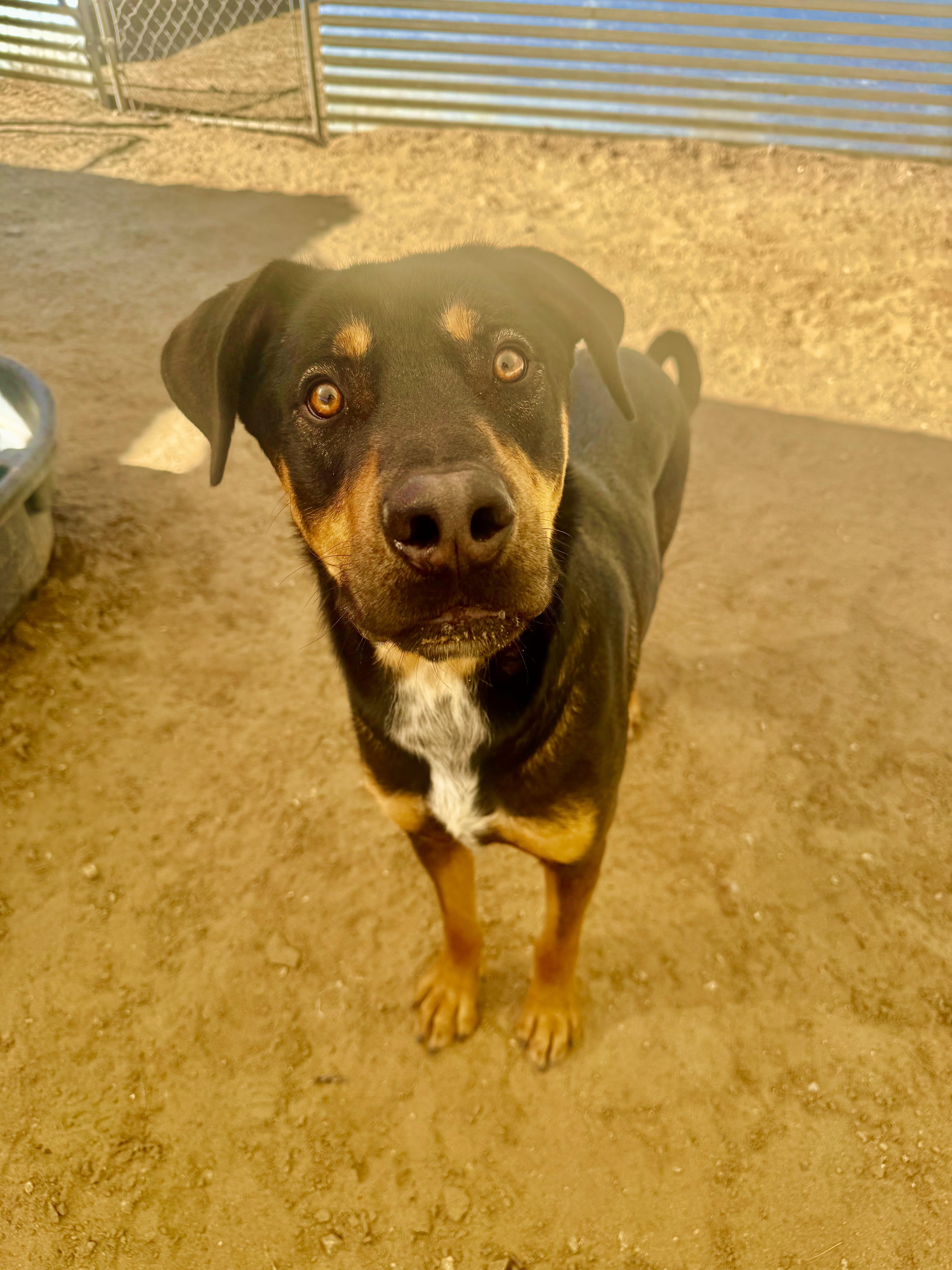 A young large-sized male Tricolor (Brown, Black, & White) Rottweiler dog named Biggie Smalls for adoption in Joshua Tree, CA