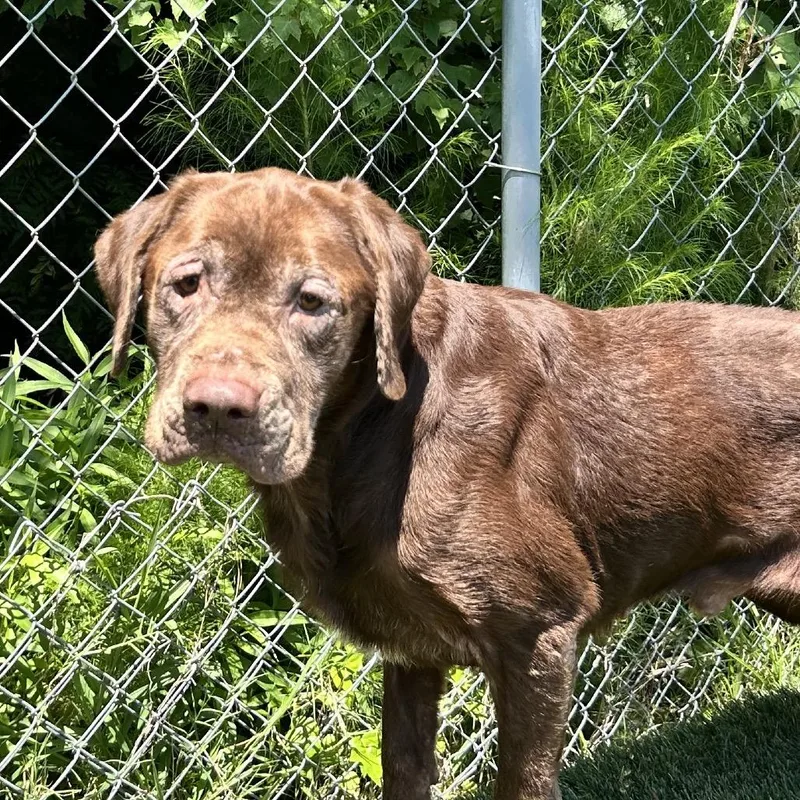 A senior large-sized male Brown / Chocolate Retriever dog named Ruger for adoption in Newport, NC