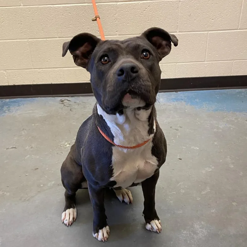 A young medium-sized female Black Mixed Breed dog named Cutiepie for adoption in Memphis, TN