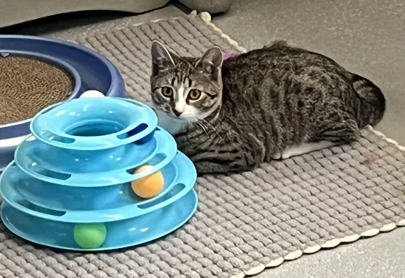 A baby medium-sized male Domestic Short Hair cat named Mercedes & Martin for adoption in Mendham, NJ