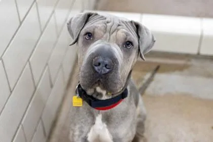 An adult large-sized female Shar-Pei dog named Freya for adoption in Golden Valley, MN