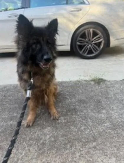 An adult large-sized male German Shepherd Dog dog named Ceasar for adoption in Atlanta, GA