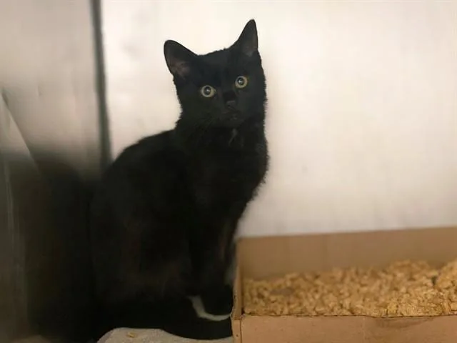 A baby small-sized male Domestic Short Hair cat named Kirby Mitchel for adoption in Fort Wayne, IN