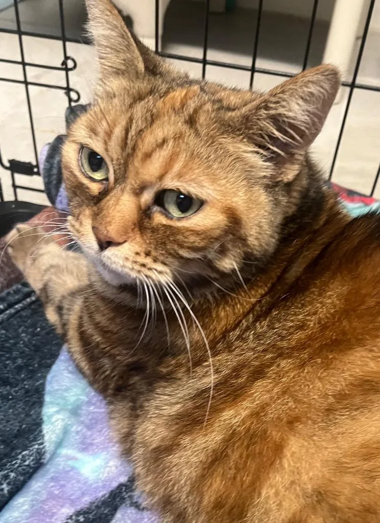 A senior medium-sized female Domestic Short Hair cat named Nola for adoption in Saginaw, MI