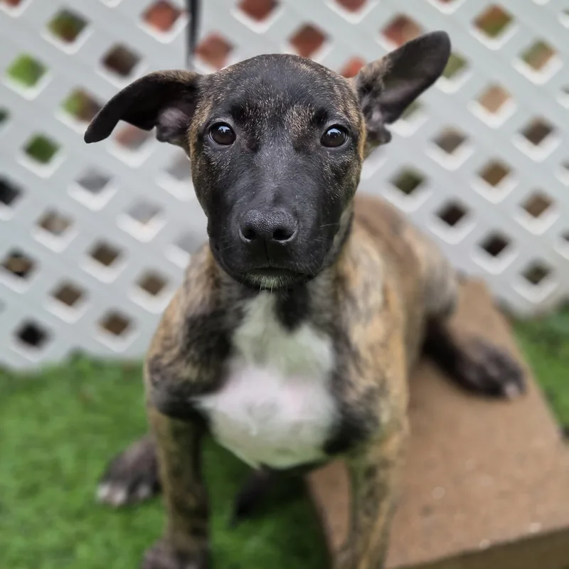 A baby medium-sized female Dutch Shepherd dog named Jenna for adoption in Blairstown, NJ
