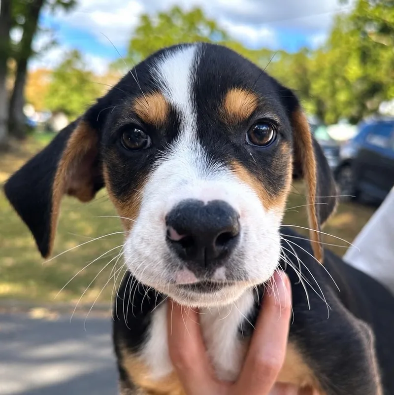 A baby medium-sized male Tricolor (Brown, Black, & White) Labrador Retriever dog named Zeus for adoption in Richmond, VA