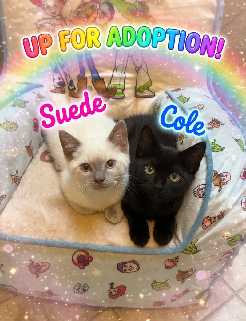 Cole thumbnail 4