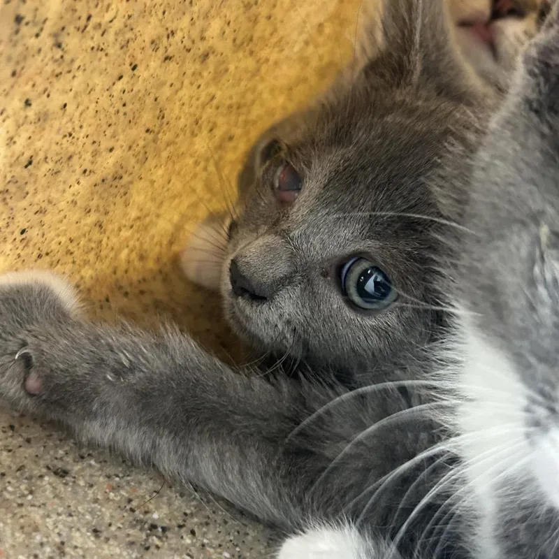 A baby small-sized female Gray / Blue / Silver Domestic Short Hair cat named Gigi for adoption in Philadelphia, PA