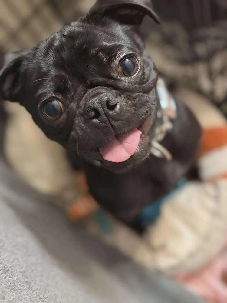 An adult small-sized female Black Pug dog named Girly for adoption in Santa Rosa, CA