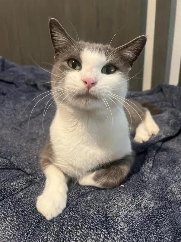 Baxter & Dexter thumbnail 2