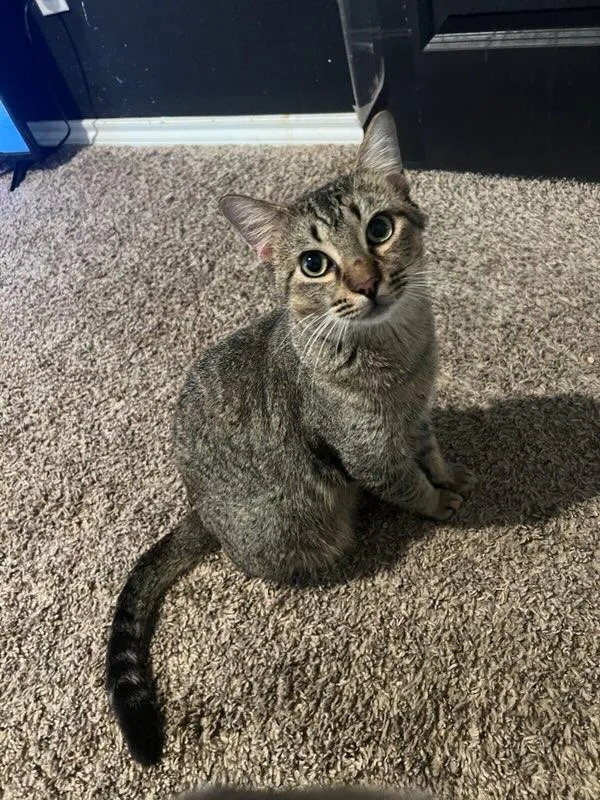 Baxter & Dexter thumbnail 3