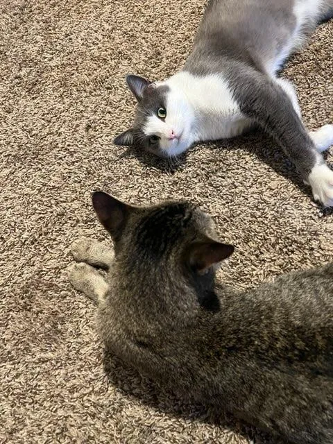 Baxter & Dexter thumbnail 4