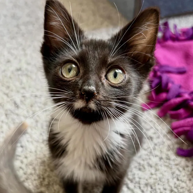 A baby small-sized male Domestic Short Hair cat named Rumi for adoption in Cumming, GA