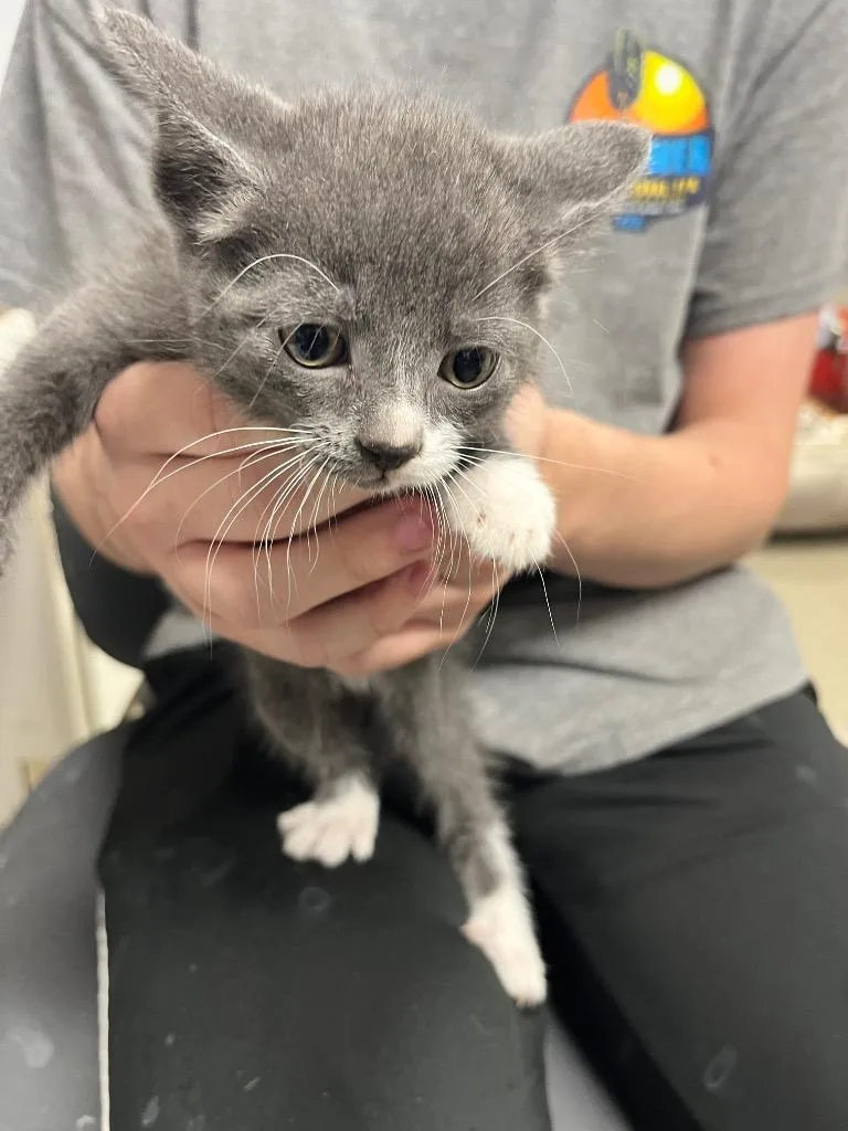 A baby small-sized female Domestic Short Hair cat named Dina for adoption in Hopkinsville, KY