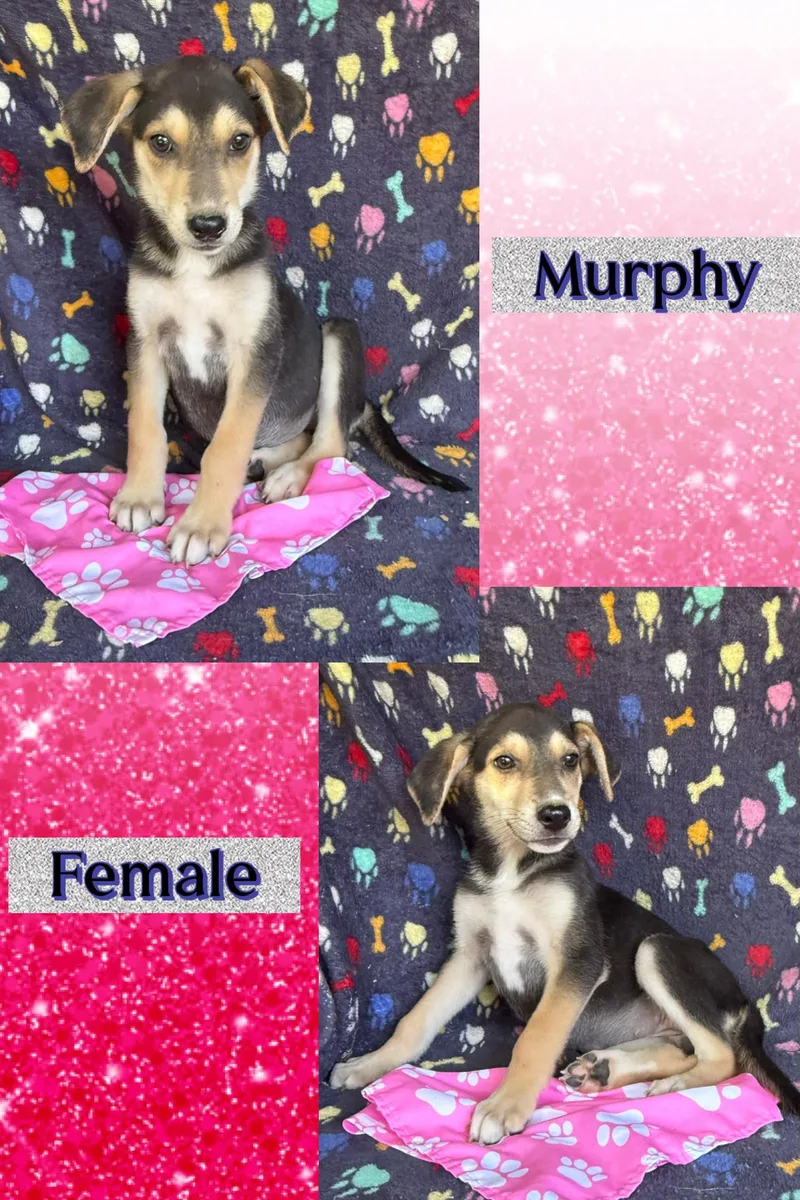 A baby medium-sized female Mountain Cur dog named Murphy for adoption in Manchester, CT