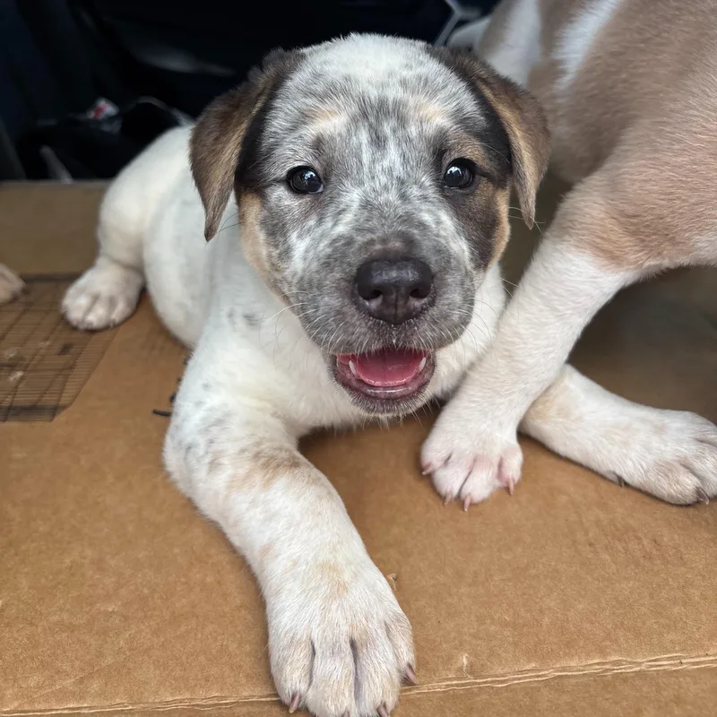 A baby medium-sized female White / Cream Australian Cattle Dog / Blue Heeler dog named Charlotte for adoption in Pflugerville, TX