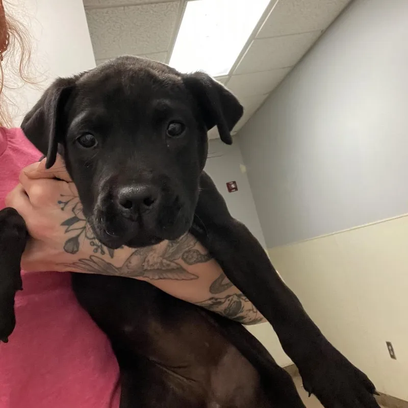 A baby small-sized female Black Mixed Breed dog named Tulip for adoption in Chattanooga, TN