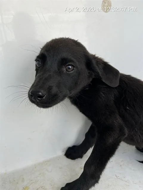 A baby small-sized male German Shepherd Dog dog named Chimera for adoption in Augusta, GA