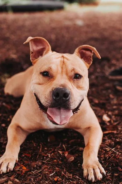 An adult large-sized male American Staffordshire Terrier dog named A Pancake for adoption in North Charleston, SC