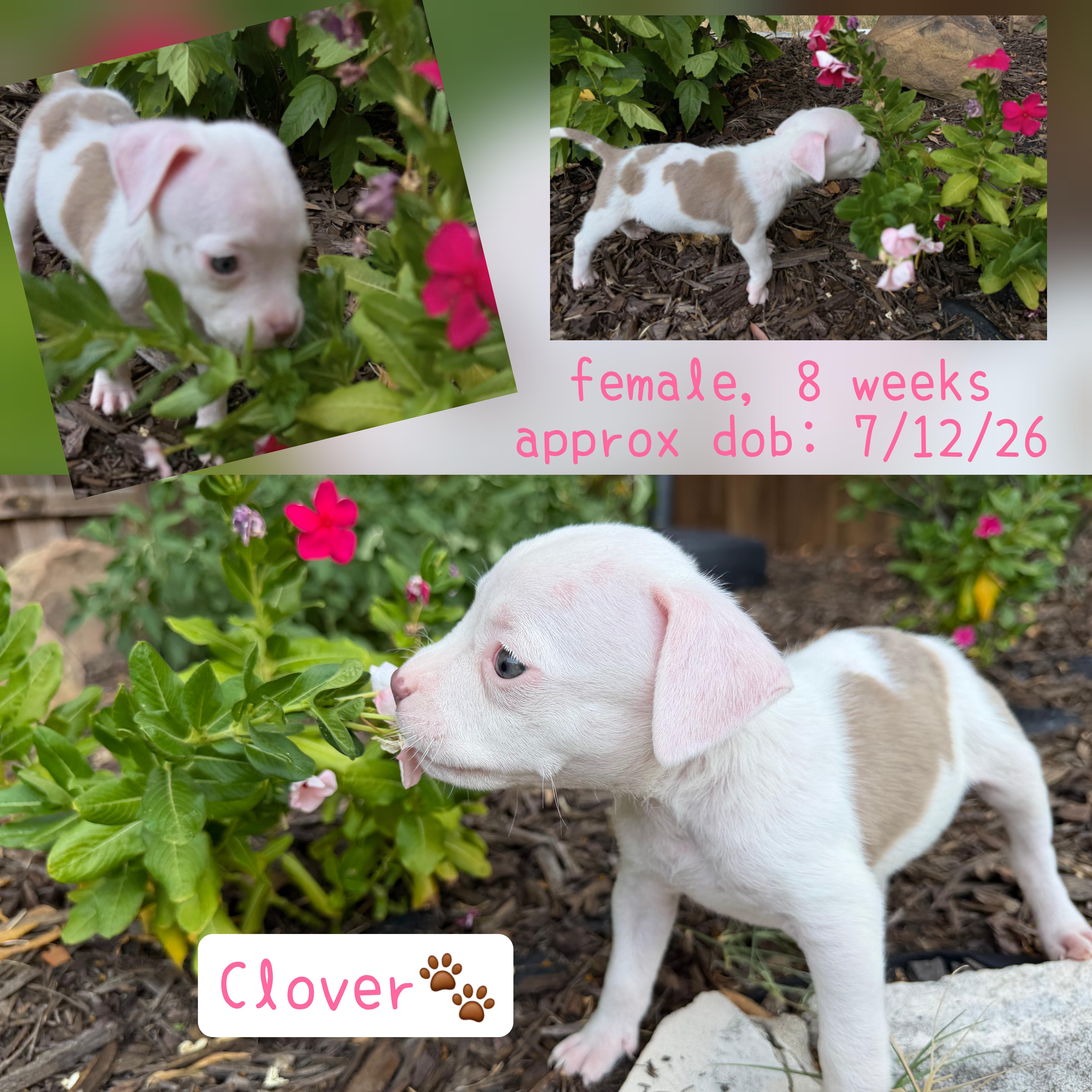 Clover thumbnail 3
