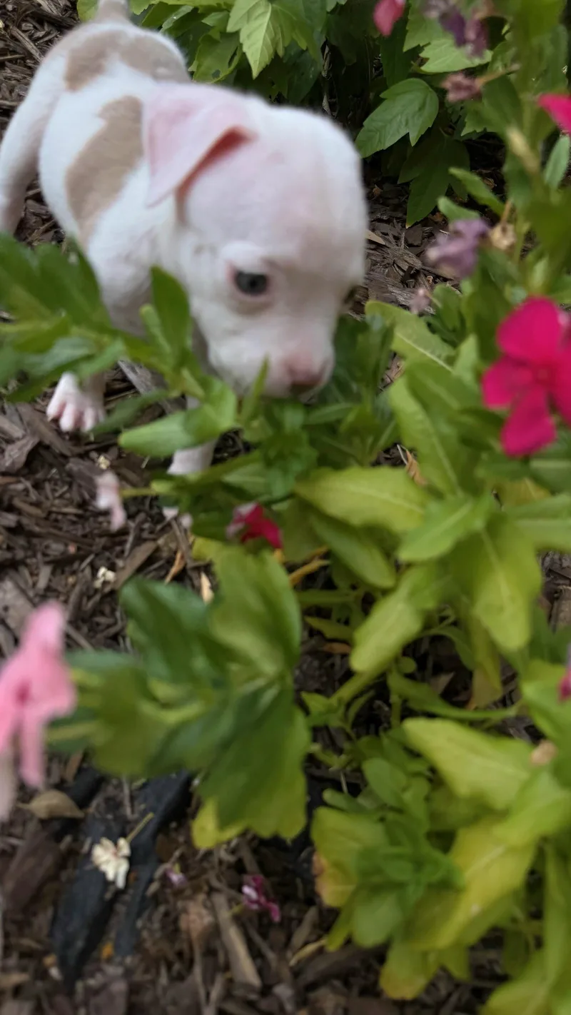 Clover thumbnail 4