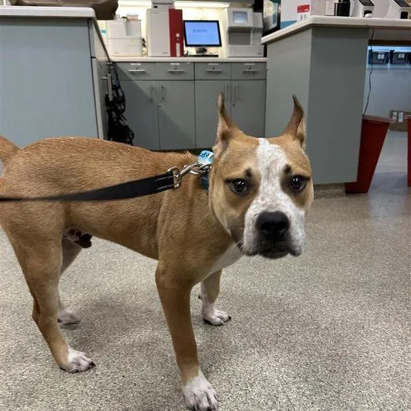 A young medium-sized male Yellow / Tan / Blond / Fawn Mixed Breed dog named Davenport for adoption in Jacksonville, FL