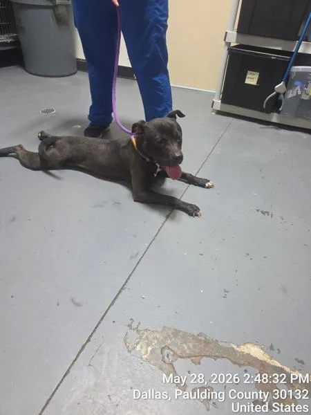 An adult medium-sized female Pit Bull Terrier dog named Valerie for adoption in Dallas, GA