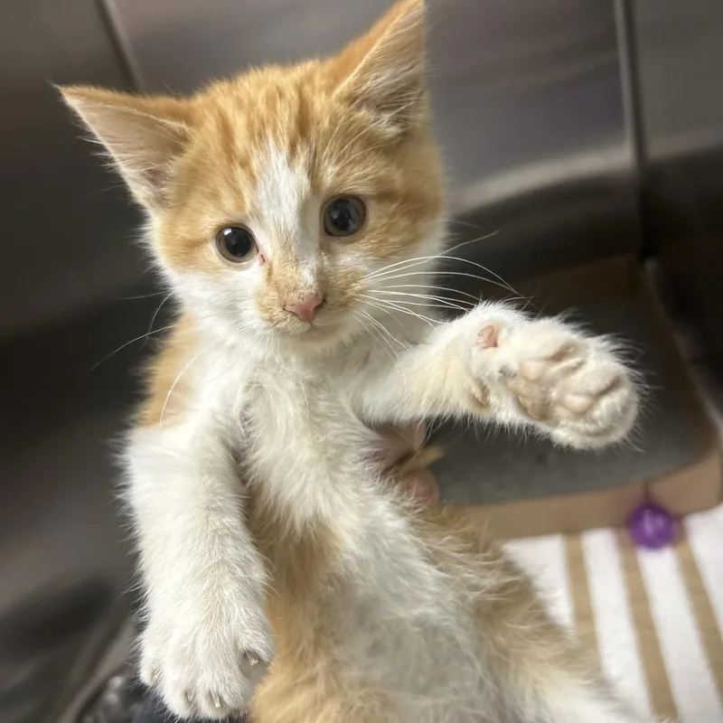 A baby small-sized male Buff / Tan / Fawn Domestic Medium Hair cat named Biff for adoption in Lewisburg, WV