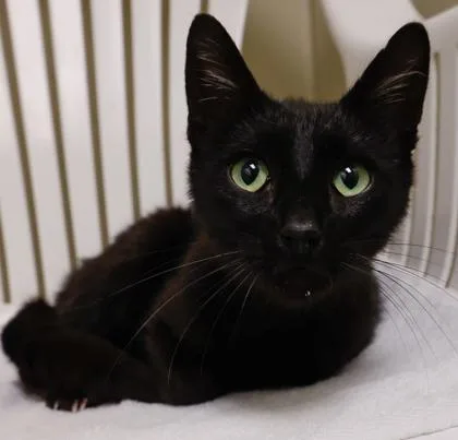 A young medium-sized female Domestic Short Hair cat named Lizzy for adoption in Verona, WI