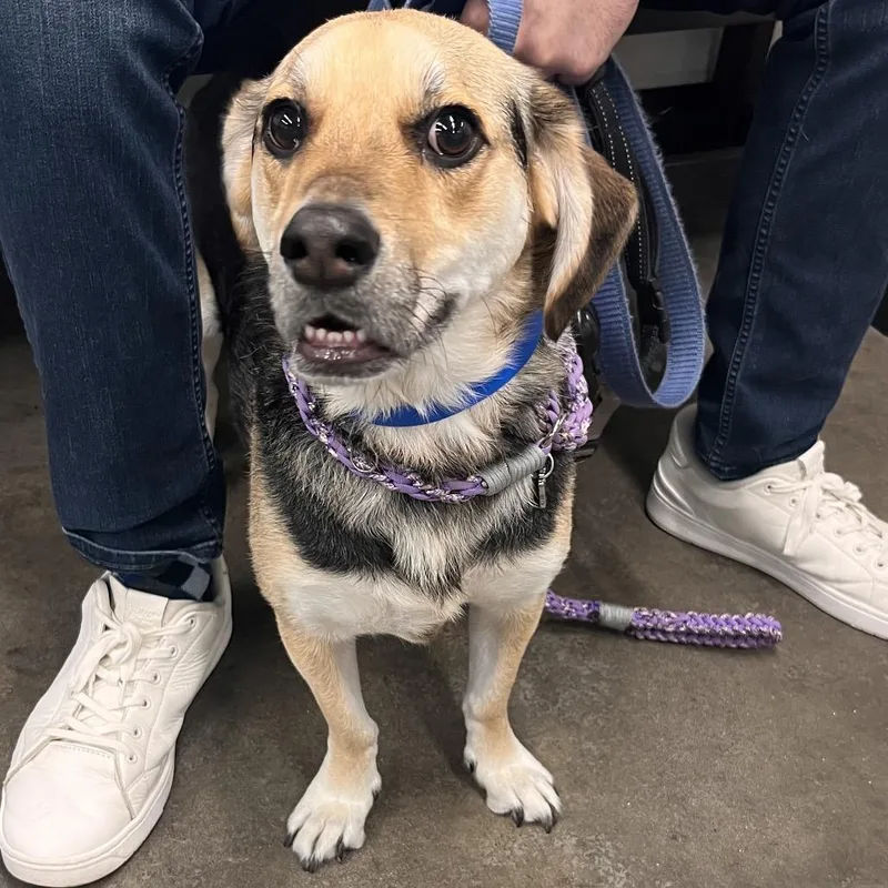 An adult medium-sized male Hound dog named Miles for adoption in Tampa, FL