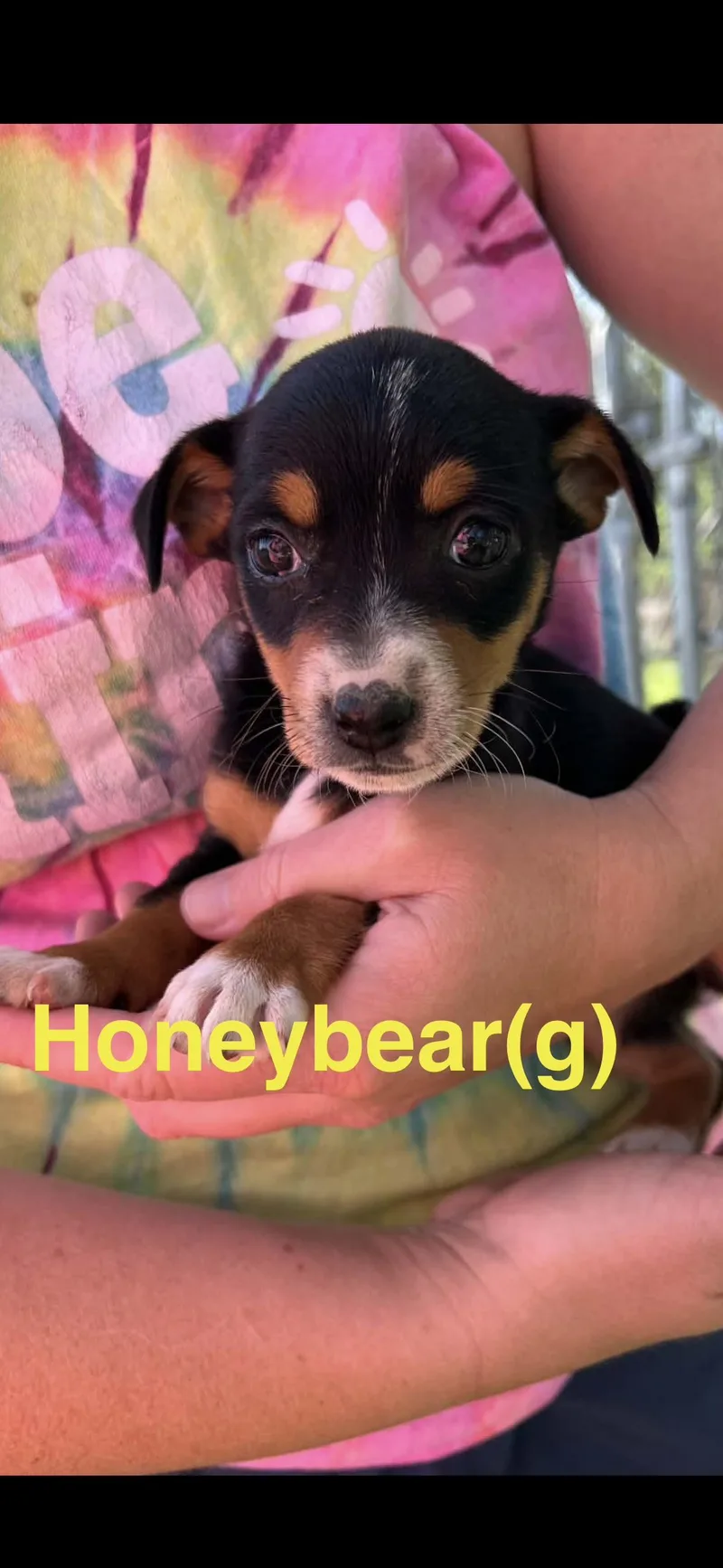 Honey Bear