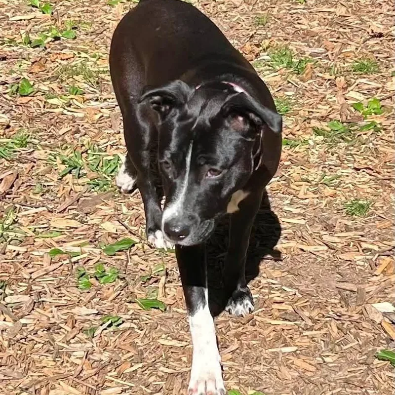A young medium-sized female Labrador Retriever dog named Precious for adoption in McHenry, IL