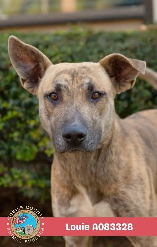 An adult medium-sized male Black Mouth Cur dog named Louie for adoption in Mobile, AL