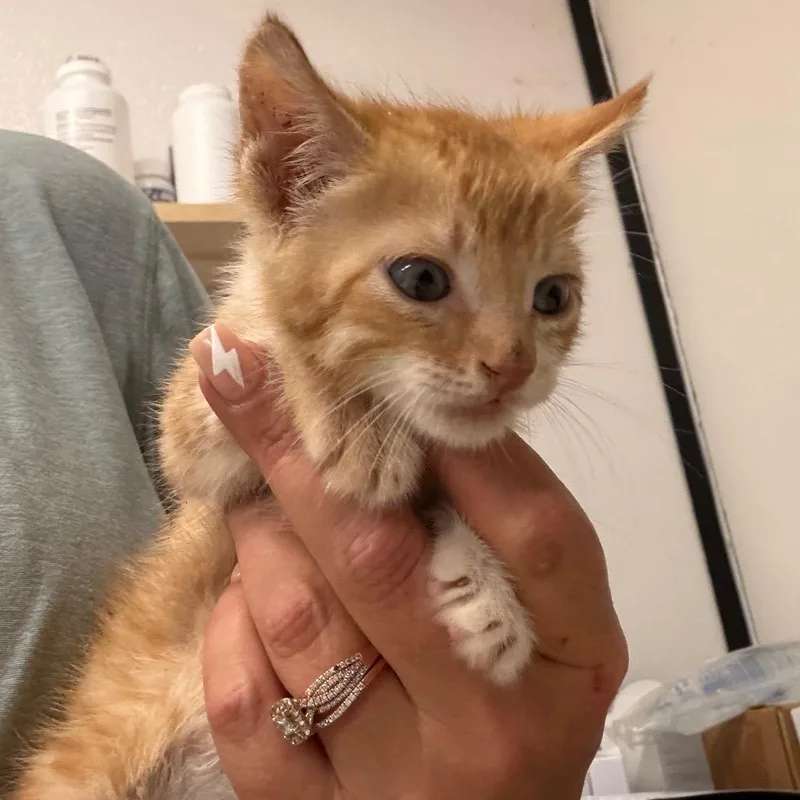 A baby small-sized male Orange / Red Domestic Short Hair cat named Poppy for adoption in Lake Jackson, TX