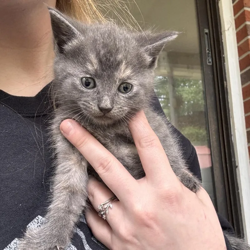 A baby small-sized female Gray / Blue / Silver Domestic Short Hair cat named Ash for adoption in Hamilton, GA