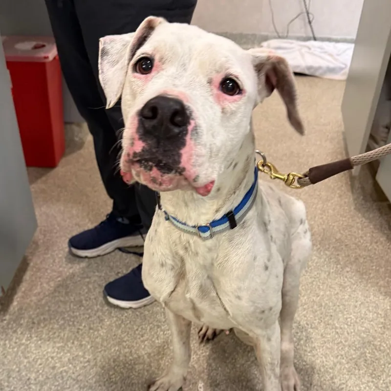 An adult large-sized female White / Cream Mixed Breed dog named Simba for adoption in Jacksonville, FL
