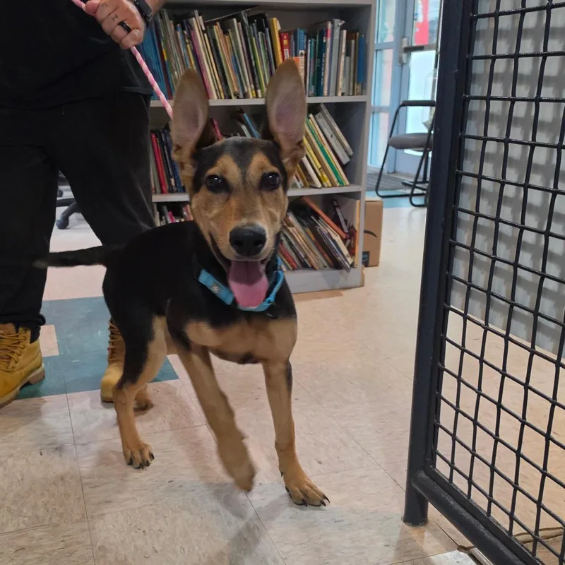 A baby medium-sized male German Shepherd Dog dog named Bruce for adoption in Easton, PA