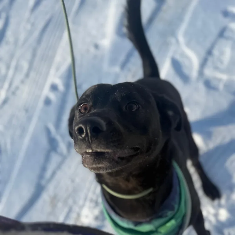 Maverick thumbnail 2