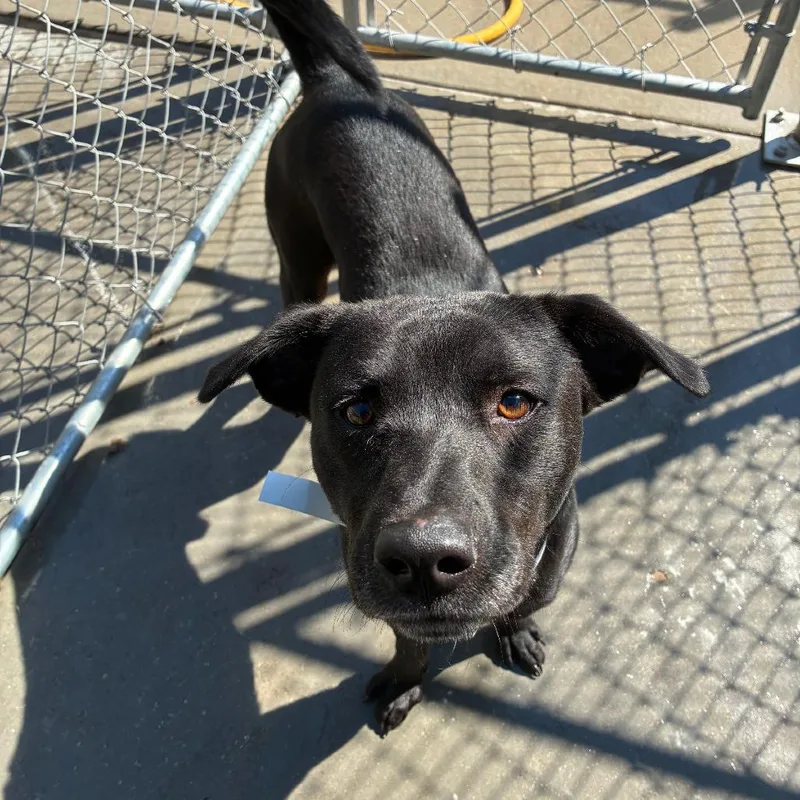 Maverick thumbnail 3