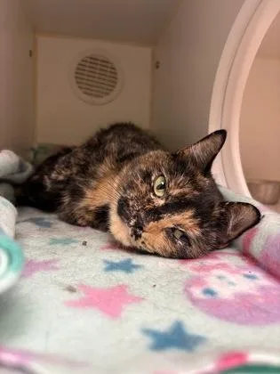 An adult medium-sized female Domestic Medium Hair cat named Juniper for adoption in Lowell, MA