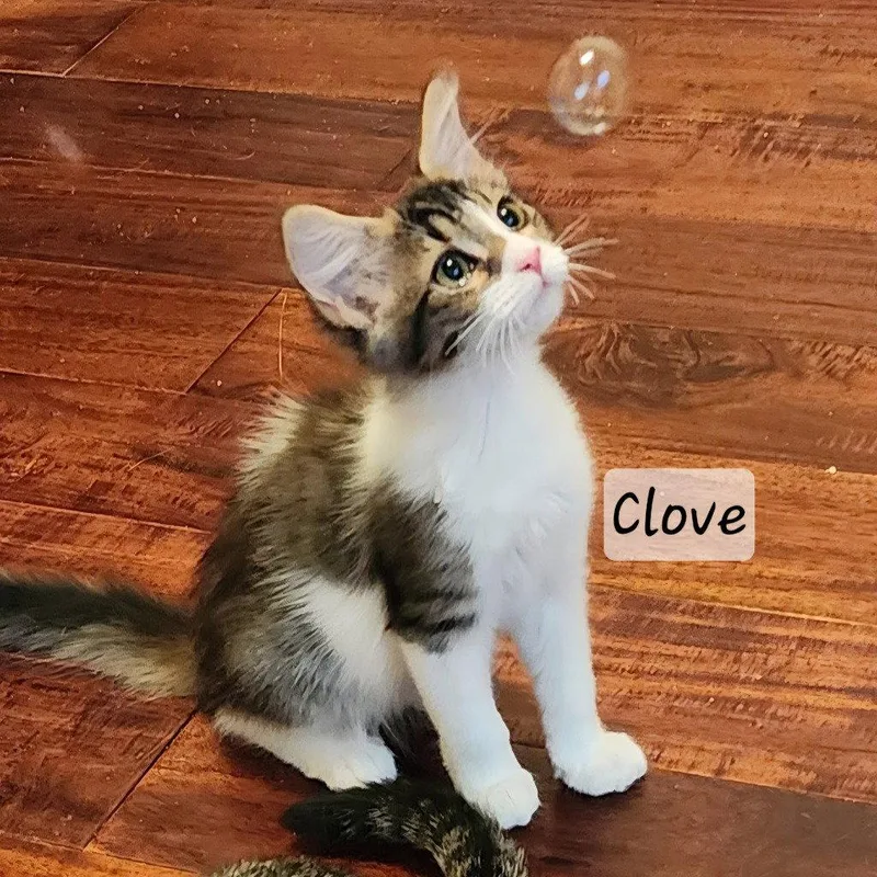 A baby small-sized female Domestic Long Hair cat named Clove for adoption in Ellijay, GA