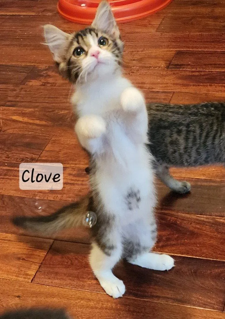 Clove thumbnail 3