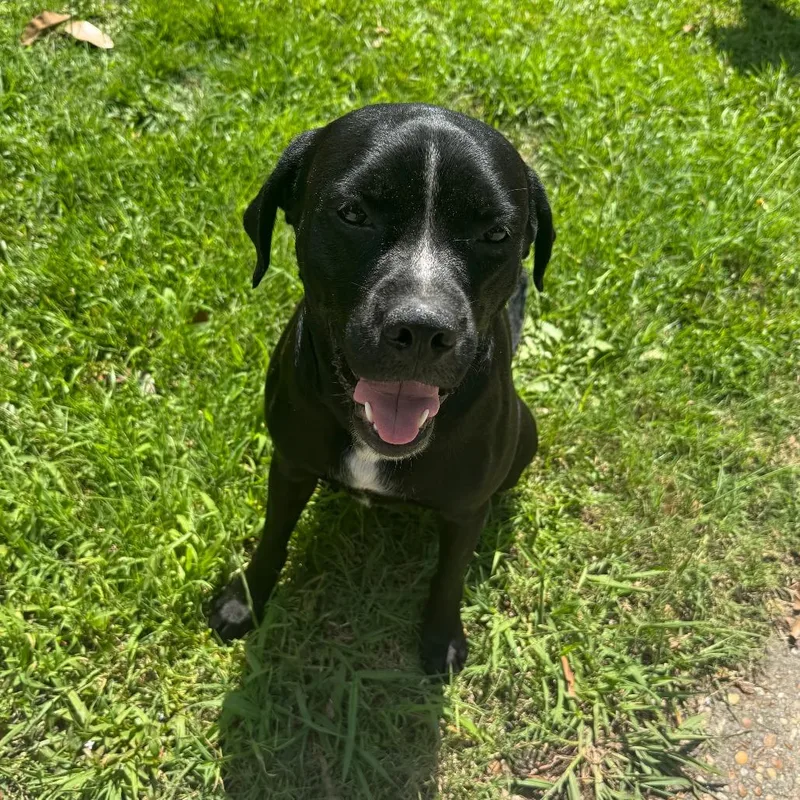 An adult medium-sized female Black Mixed Breed dog named Gangster for adoption in Columbus, GA