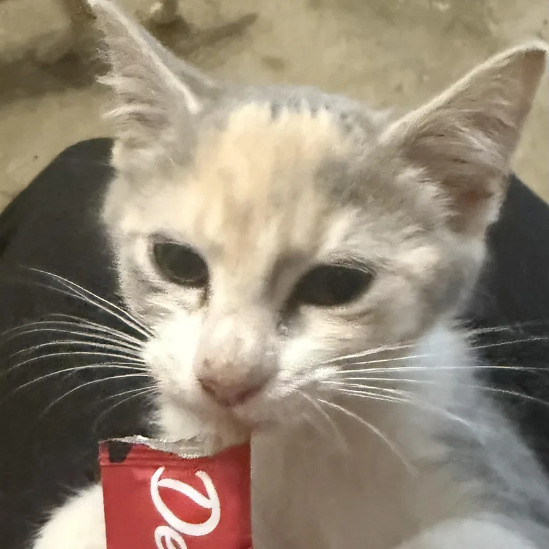 A baby medium-sized female Dilute Calico Domestic Medium Hair cat named Susie Q for adoption in Liverpool, TX