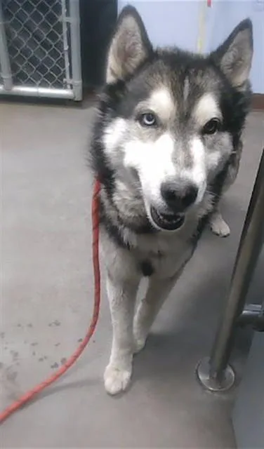 An adult large-sized male Husky dog named Chef Boyardee for adoption in Phoenix, AZ