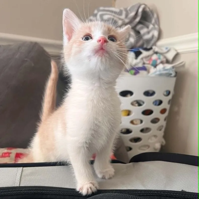 A baby small-sized male Orange / Red Domestic Short Hair cat named Dunn for adoption in North Canton, OH